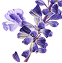 Dead Sea Soak, Lavender 5lb